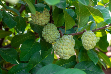 Custard apple tropical exotic fruit. Sugar Apple, Annona, sweetsop. growing on a branch tree