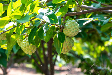 Custard apple tropical exotic fruit. Sugar Apple, Annona, sweetsop. growing on a branch tree