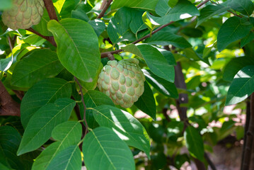 Custard apple tropical exotic fruit. Sugar Apple, Annona, sweetsop. growing on a branch tree