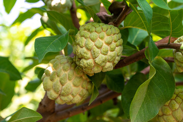Custard apple tropical exotic fruit. Sugar Apple, Annona, sweetsop. growing on a branch tree