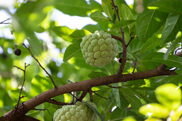 Custard apple tropical exotic fruit. Sugar Apple, Annona, sweetsop. growing on a branch tree