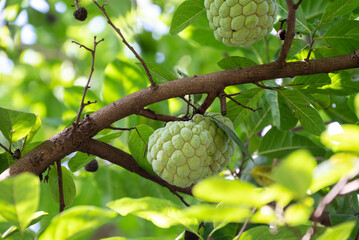 Custard apple tropical exotic fruit. Sugar Apple, Annona, sweetsop. growing on a branch tree