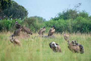 A gathering of vultures, Queen Elizabeth National Park, Uganda