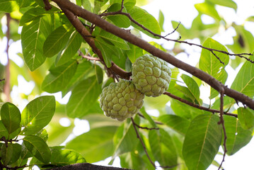 Custard apple tropical exotic fruit. Sugar Apple, Annona, sweetsop. growing on a branch tree