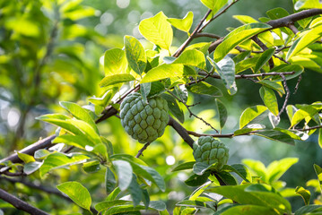 Custard apple tropical exotic fruit. Sugar Apple, Annona, sweetsop. growing on a branch tree