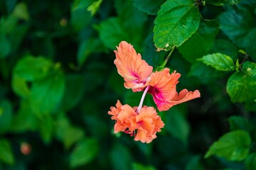 A Vibrant Orange Hibiscus Flower in Full Bloom