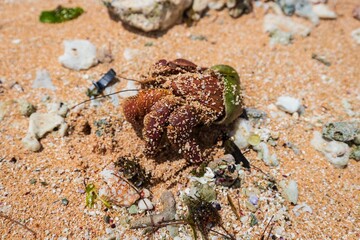 Hermit Crab on Sandy Beach with Shell