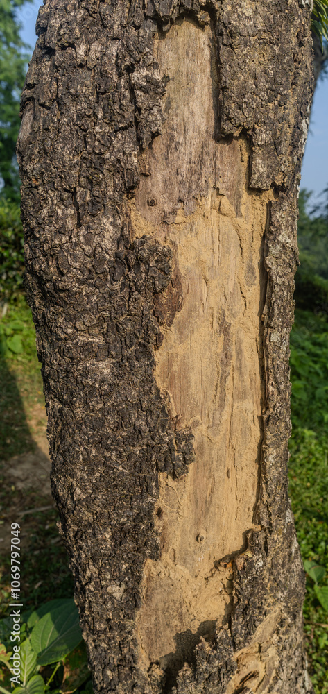 Poster close-up view of a tree trunk showcasing bark texture and unusual markings in a sunlit forest during