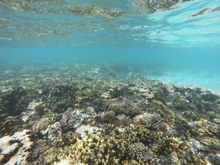 Vibrant Underwater Coral Reef Ecosystem in Clear Waters