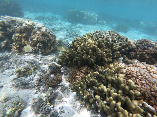 Obraz premium Vibrant Underwater Coral Reef Ecosystem in Clear Waters
