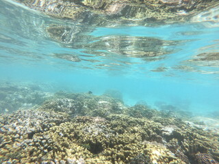 Vibrant Underwater Coral Reef Ecosystem in Clear Waters