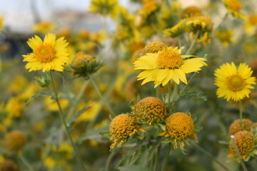 Golden Crownbeard (Also called Golden Crownbeard, Copen Daisy, golden crown beard) in the nature, Golden Crownbeard Flower closeup,Beautiful yellow flower closseup in nature Chakwal, Punjab, Pakistan