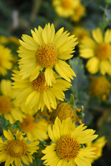 Golden Crownbeard (Also called Golden Crownbeard, Copen Daisy, golden crown beard) in the nature, Golden Crownbeard Flower closeup,Beautiful yellow flower closseup in nature Chakwal, Punjab, Pakistan