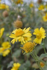 Golden Crownbeard (Also called Golden Crownbeard, Copen Daisy, golden crown beard) in the nature, Golden Crownbeard Flower closeup,Beautiful yellow flower closseup in nature Chakwal, Punjab, Pakistan