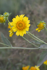 Golden Crownbeard (Also called Golden Crownbeard, Copen Daisy, golden crown beard) in the nature, Golden Crownbeard Flower closeup,Beautiful yellow flower closseup in nature Chakwal, Punjab, Pakistan