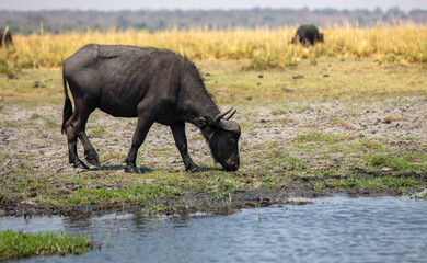 African buffalo, Syncerus caffer in Chobe river, National Park in Botswana Africa.