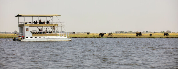 Boat with tourists watching african elephants group grazing in Chobe National Park, Botswana Africa.