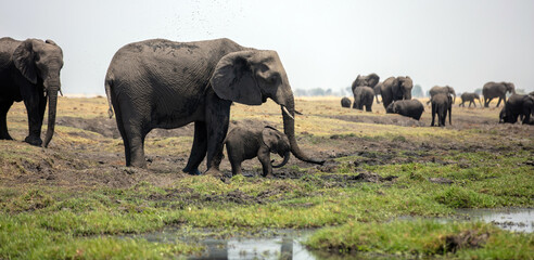 African elephant mother and cute baby in Chobe National Park in Botswana Africa,