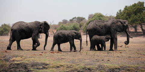 Fototapeta premium African elephant family, mother father and kids, baby elephant suckling from mom. Chobe National Park in Africa,