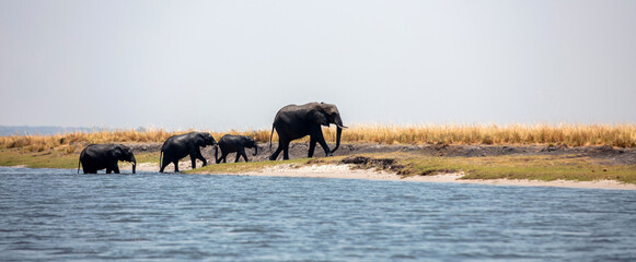 African elephants family walking out of the water, Chobe river, National Park in Botswana Africa