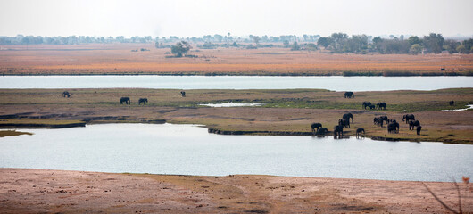 African elephants group grazing by the water in National Park in Africa