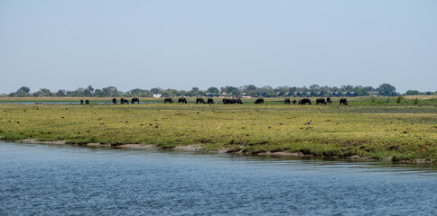 African buffalos, herd of cape buffalos, Syncerus caffer in Chobe National Park in Botswana Africa.