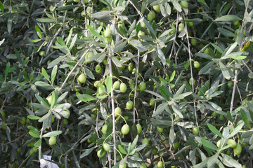 unripe green olives on tree closeup, Olive-tree branch with unripe green olives, olive tree...