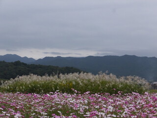 空とススキとコスモスの一体化。奈良県（日本）