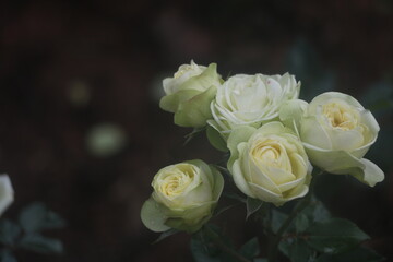 Feature red rose garden flowe,