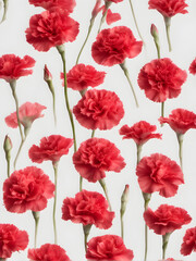 Fototapeta premium Carnation