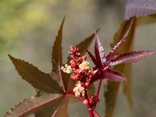 唐胡麻の雄花と雌花