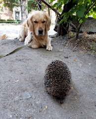 golden retriever watching hedgehog © Anna