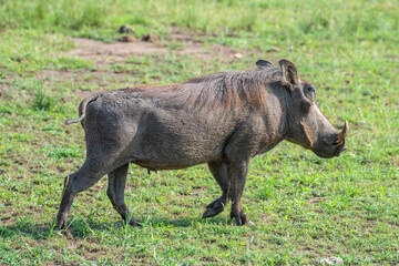 African Warthog in wildlife, Queen Elizabeth National Park, Uganda