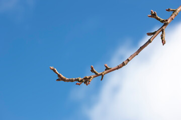 Branch, plant and bulb with growth of nature with blue sky, cloud and tree outdoor. Garden, ecology and below with ecosystem, environment and morning with flower, spring and organic twig in sun