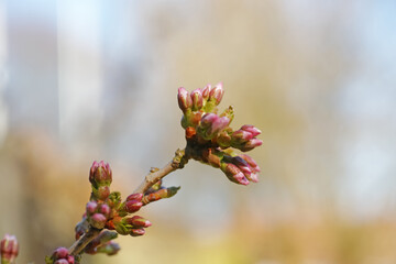Branch, plant and flower bulb with growth of nature with blue sky, cloud and tree outdoor. Garden, ecology and natural with ecosystem, environment and morning with floral, spring and stem in sun