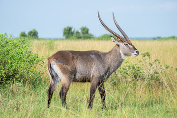 Common waterbuck with impressive horns Queen Elizabeth Park, Uganda