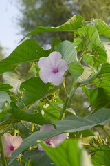 Ipomoea carnea, Ipomoea carnea, the pink morning glory is a species of morning glory that grows as a bush, A close view of Ipomoea carnea flower in nature, Chakwal, Punjab, Pakistan
