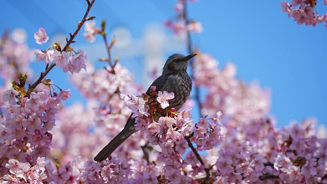 Japanese brown-eared bulbul sucking nectar Kawazu cherry blossoms