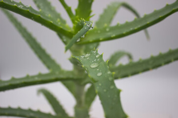 Fresh Aloe Vera Plant with Dewy Leaves