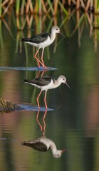Fototapeta premium Nice reflection of Black winged Stilt in a beautiful seasonal lake!