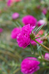 Portulaca grandiflora or moss rose purslane flower closeup, Closeup red moss rose purslane (portulaca grandiflora) flowers in garden tropical, delicate dreamy of beauty of nature with green leaves