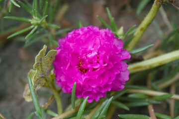 Portulaca grandiflora or moss rose purslane flower closeup, Closeup red moss rose purslane (portulaca grandiflora) flowers in garden tropical, delicate dreamy of beauty of nature with green leaves