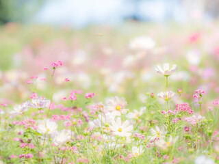 Obraz premium 秋の公園や花壇を彩るコスモスのある風景。背景。自然風景素材。