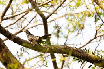 Asian Koel - cuckoo bird perched on a brunch of the tree
