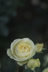 Feature for white rose, flower