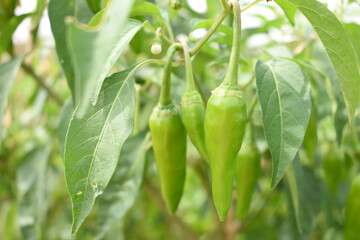 fresh green chili on plant closeup, chili plants in organic farming, Chilies closeup in field, Green chili plant in a farmer's field, Ripe green chili on a plant in Chakwal, Punjab, Pakistan