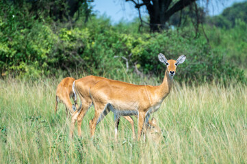 A herd of tommy antelopes stands peacefully, Queen Elizabeth Park, Uganda