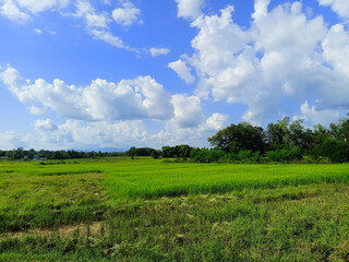 green field and blue sky
