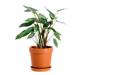 Fototapeta premium a high detailed Potted Plant on transparent background
