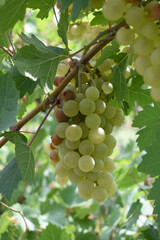 Close up of grapes hanging on Vine, Hanging grapes. Grape farming. Grapes farm. Tasty green grape bunches hanging on branch. Grapes With Selective Focus on the subject, Chakwal, Punjab, Pakistan